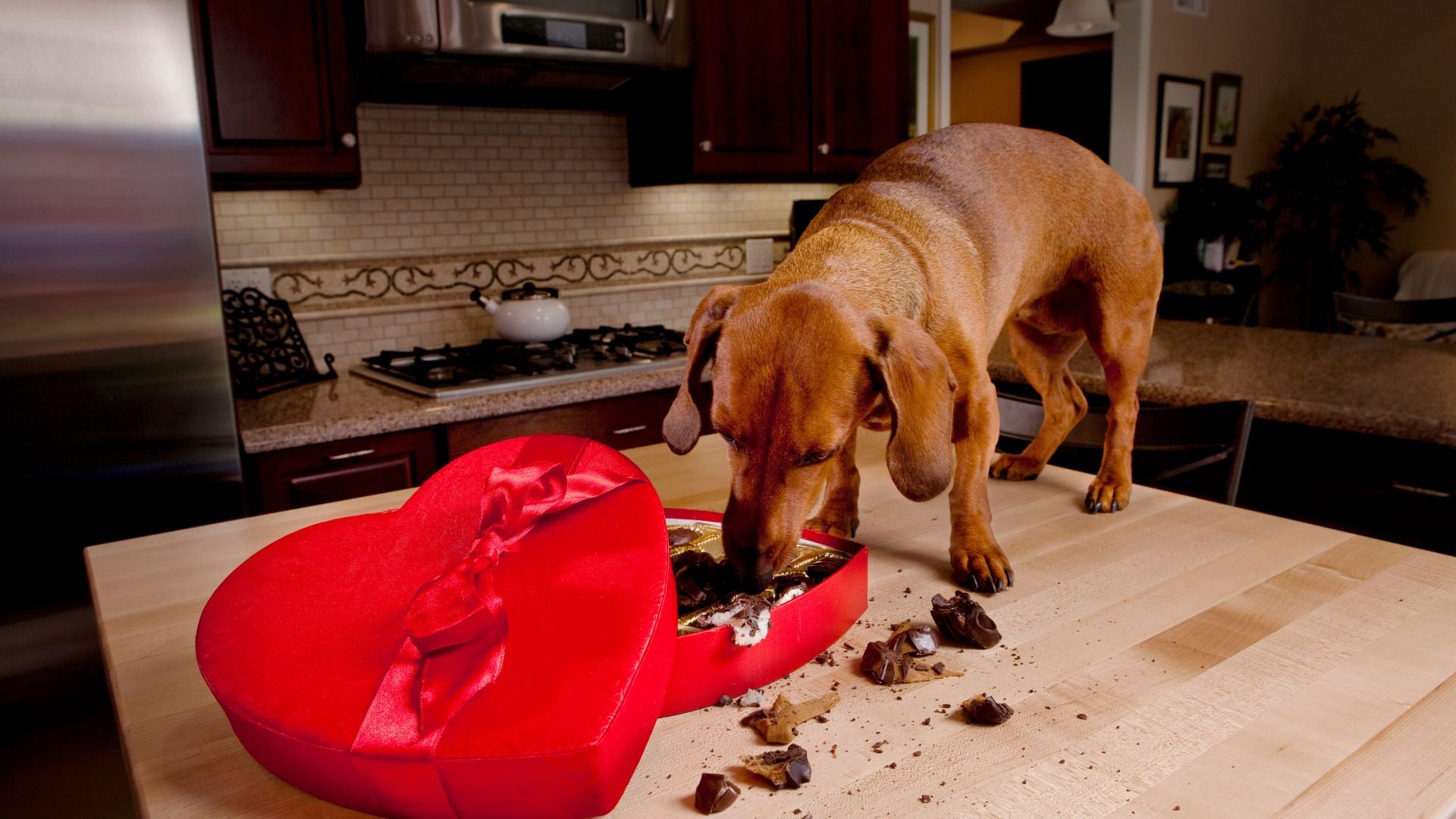 Can Dogs Eat Chocolate Yes or No k9culture