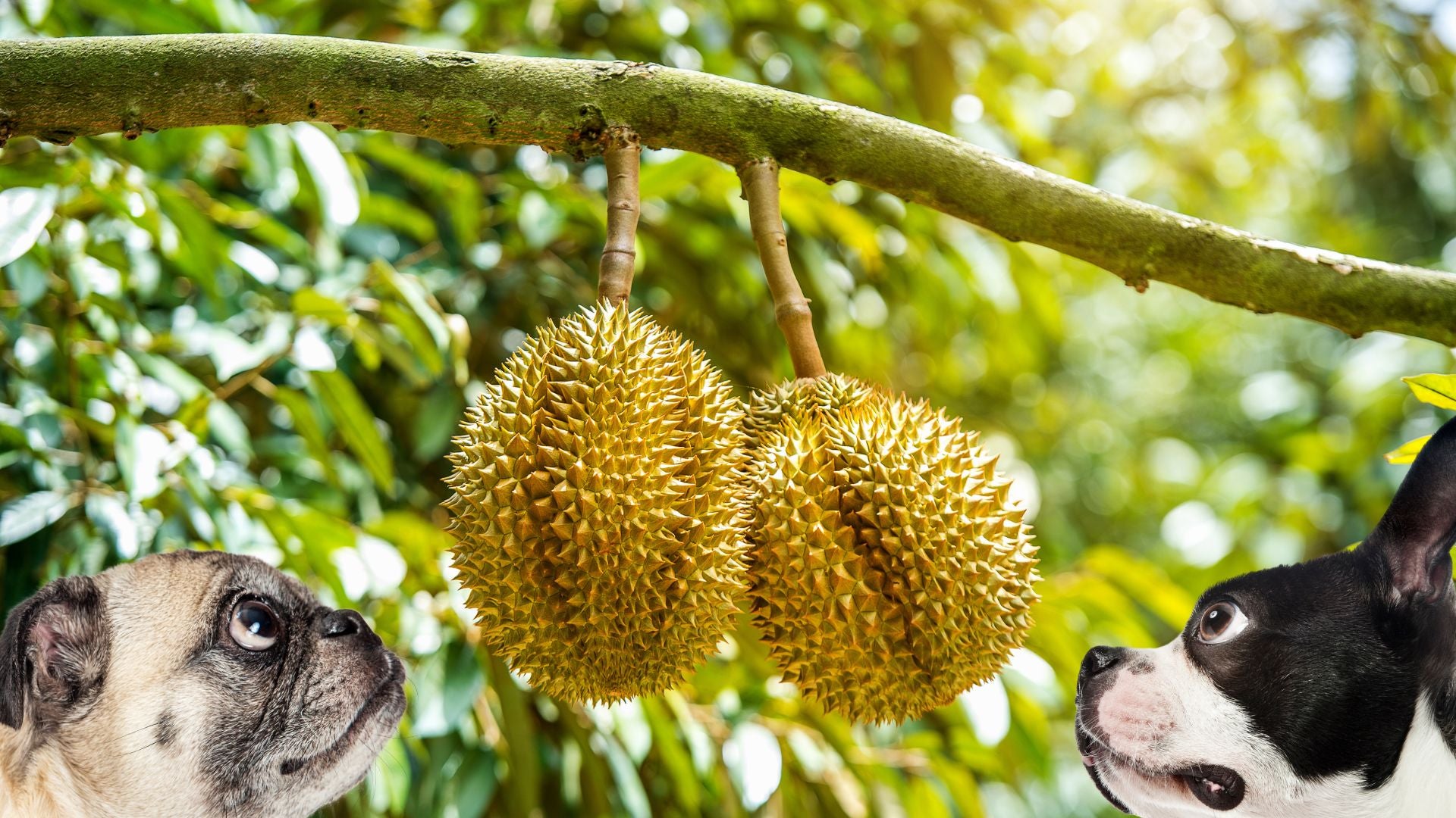 Can Dogs Eat Durian? – Knine Culture