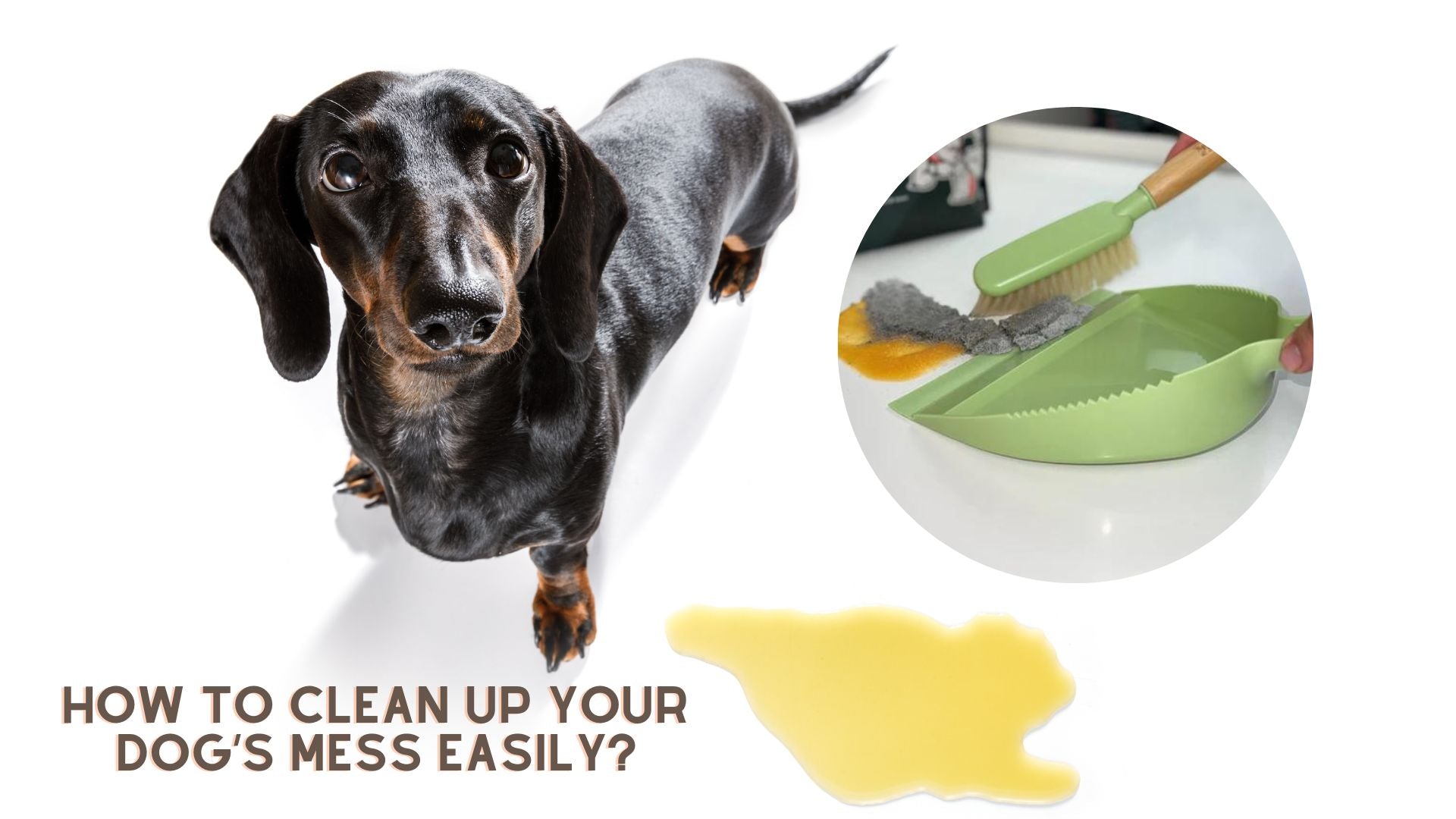 How to Clean Up Your Dog s Mess Easily k9culture