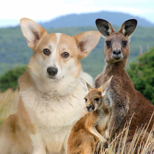 Kangaroo 2024 dog treats