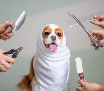 grooming dog in Singapore 