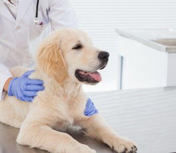 dog with vet 