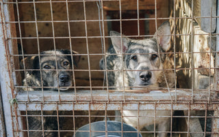 dogs at shelter