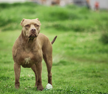 dog with muscles