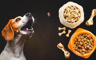 dog and treats