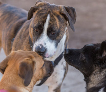 3 dogs socialising 