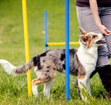 dog training tools 