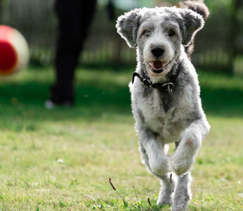 dog playing with ball toy