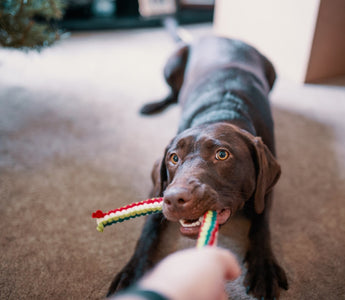 dog tugging toy