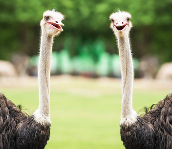 two ostrich looking at you 