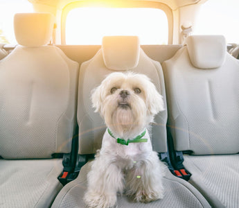 dog in a hot car 