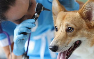 dog with vet 