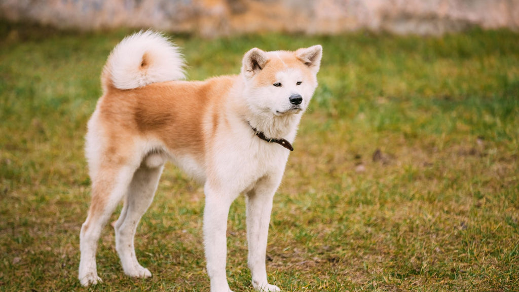 The incredible story of Lassie, Hollywood's most famous dog