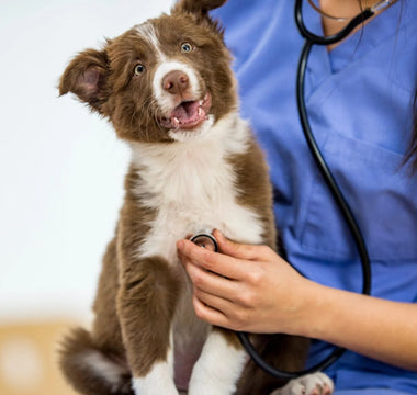 dog at vet clinic Singapore 