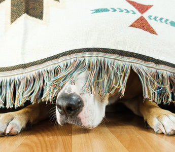 dog hiding under blanket 