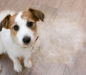 dog shedding hair 