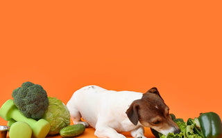 dog eating vegetables 