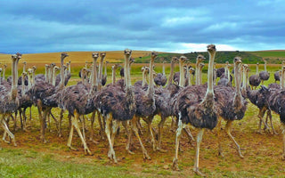 ostriches in the farm