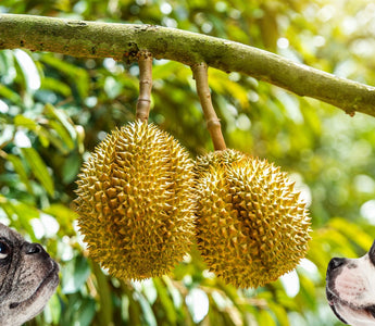 two dogs looking at durian