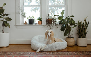 dog on dog bed