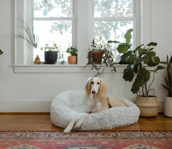 dog on dog bed