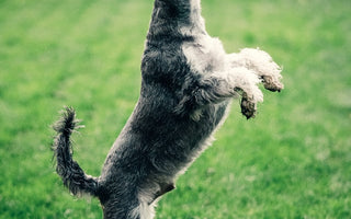 dog treats for training 