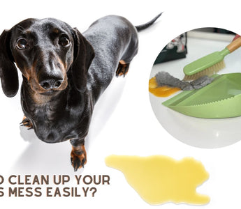 Clean up dog pee best sale