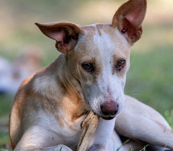 Why are Ostrich Bones the Most Wanted Dog Treats in Singapore?